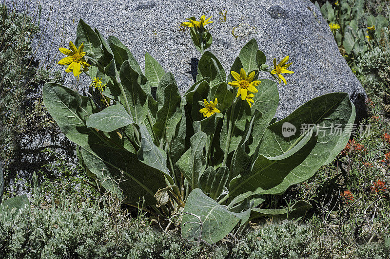 Wyethia mollis是紫菀科中的一种花，俗称毛骡耳。内华达山脉东侧，因约国家森林，麦吉溪峡谷，Mono县，加利福尼亚州。